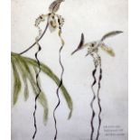 Elizabeth Blackadder (1931-)etching,Orchidaceae Paphiopedilum Sanderianum,signed in pencil, 28/40,