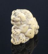 A Japanese ivory netsuke of a shi-shi, Edo period, standing on it's haunches with its front paws