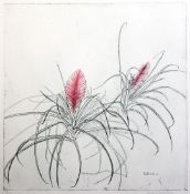 Elizabeth Blackadder (1931-)colour etching,'Tillandsia',signed in pencil, 8/50,25 x 25in.