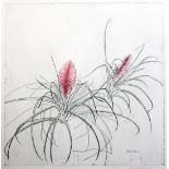 Elizabeth Blackadder (1931-)colour etching,'Tillandsia',signed in pencil, 8/50,25 x 25in.