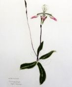 Elizabeth Blackadder (1931-)etching,Orchidaceae Paphiopedilium Appletonianum,signed in pencil, 18/