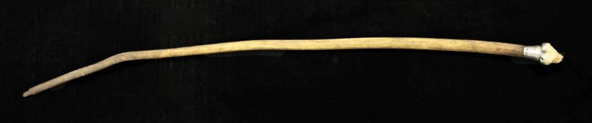 An Edwardian walking cane, with silver mounted elephant tooth handle, hallmarked for Mappin Bros,