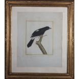 François-Nicolas Martinet (Francia, 1731 - 1790?) de la serie “Histoire Naturelle des Oiseaux” del