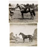 A photograph by Frank Griggs of the stallion Bosworth held by his groom, sold together with a