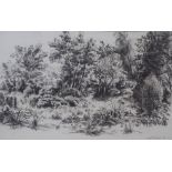 •MARY NICOL NEILL ARMOUR RSA, RSW (Scottish 1902 - 2000) THE PARK WOOD Charcoal, signed and dated (