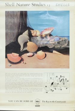 Shell Posters qty 12, all 29.75 x 20 inches 'Shell Nature Studies' numbers 13 to 24 all by