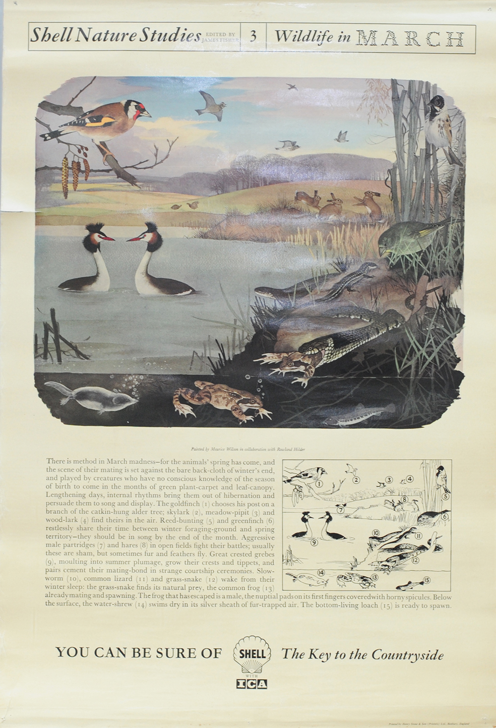 Shell Poster qty 12 'Shell Nature Studies' numbers 1 to 5 and 8 to 12 (duplicated No 2) and also '