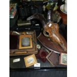 Various photograph frames, a mounted animal skull on shield plinth, two gentleman's wristwatches,
