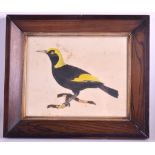 AN EARLY 19TH CENTURY WATERCOLOUR OF A STANDING BIRD modelled upon a naturalistic sprig, framed.