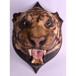 A 19TH CENTURY TAXIDERMY HEAD OF A SCOWLING TIGER by Rowland Ward, mounted upon a carved hardwood