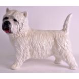 A LARGE 1940S POTTERY MODEL OF A WEST HIGHLAND TERRIER. 1Ft 5ins wide.