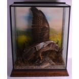 A VICTORIAN CASED TAXIDERMY BUZZARD & A FALLEN ENGLISH PATRIDGE by George Bazeley, contained