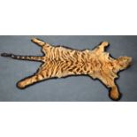 AN EARLY 20TH CENTURY TAXIDERMY TIGER SKIN naturalistically modelled. 8Ft 6ins x 8ft 6ins.