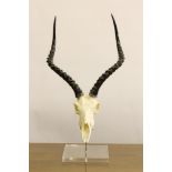 AN IMPALA SKULL AND HORN MOUNT, the polished horns on metal and perspex table stand, 25 1/2" high