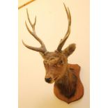 A STUFFED SIKA STAG, Early 20th century, neck mount on an oak shield, antler growth showing signs of