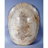 THE CARAPACE OF A GIANT SOUTH AMERICAN RIVER TURTLE (Podocnemis expansa), 19th century, polished