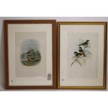 JOHN GOULD AND WILLIAM HART (19th Century), Pachycephala Schlegeli (Regent Whistler), Birds of New