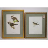 JOHN AND ELIZABETH GOULD (19th Century), Ring Ouzel and Common Bunting, Birds of Europe, c.1837, two