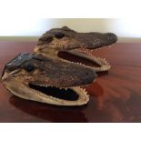 Two stuffed Caiman heads