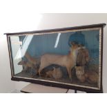 Large taxidermy case a fox with her cubs and a rabbit