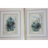 A set of nine coloured prints, butterflies and flowers, with names, 26cm by 17cm