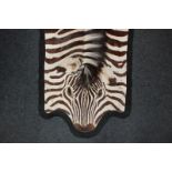 A Zebra skin rug tanned and lined 240cm