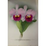 F. Bolas watercolours on cards of "Prize Winning Orchids" 11" x 10" (3). Plus another 7½" x 10½".