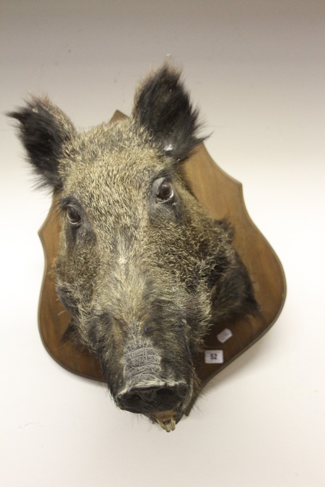 Taxidermy: Stuffed and mounted wild boars head. 24".