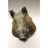 Taxidermy: Stuffed and mounted wild boars head. 24".
