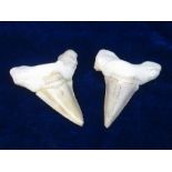 GIANT FOSSIL SHARK TEETH.   A pair of huge giant shark teeth measuring 3 inches in length 20-25