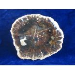 FOSSILISED WOOD SLICE.  A large piece of cut and polished petrified wood with great colour, size