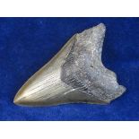 FOSSILISED MEGALLADON TOOTH.  A MEGALLADON tooth measuring 3 ½ inches long found in USA.  60-70