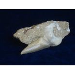 SHARK TOOTH MATRIX.  A very large fossilised shark tooth in matrix from USA. Measuring 4 ½