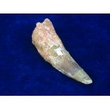 LARGE DINOSAUR TOOTH.  Measuring 4 inches long, an excavated tooth from a Spinosaurus, @ 115 million