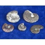 POLISHED AMMONITES.   A bag containing an interesting collection of different forms of ammonite