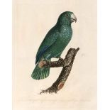 Jacques Barraband (1767-1809), zwei Radierungen mit Papageien aus seiner 'HistoireNaturelle des