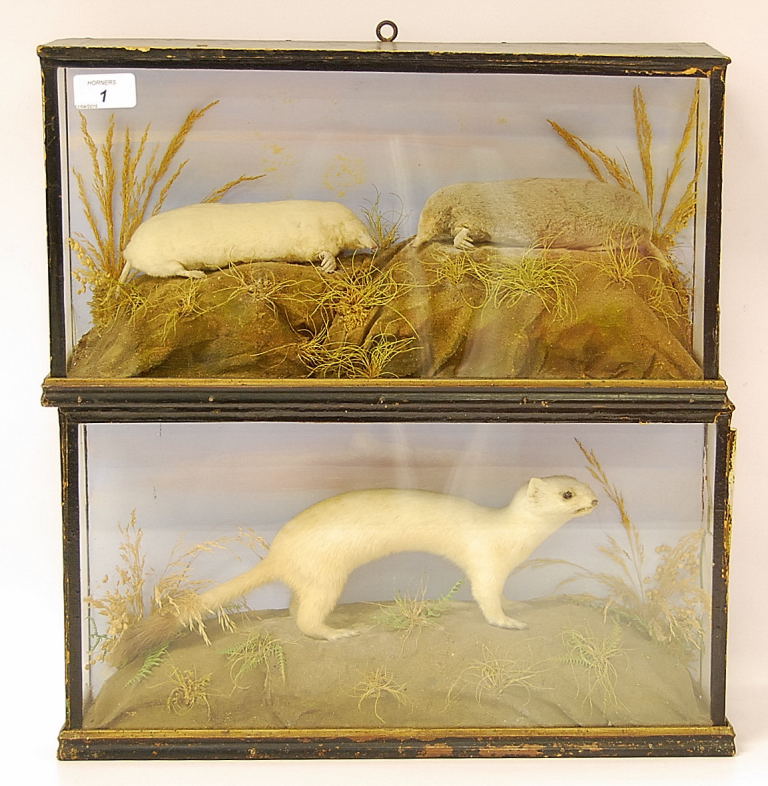 2 VICTORIAN TAXIDERMY CASES ENCLOSING A STOAT AND 2 MOLES (1 ALBINO AND 1 GREY) Condition Report: