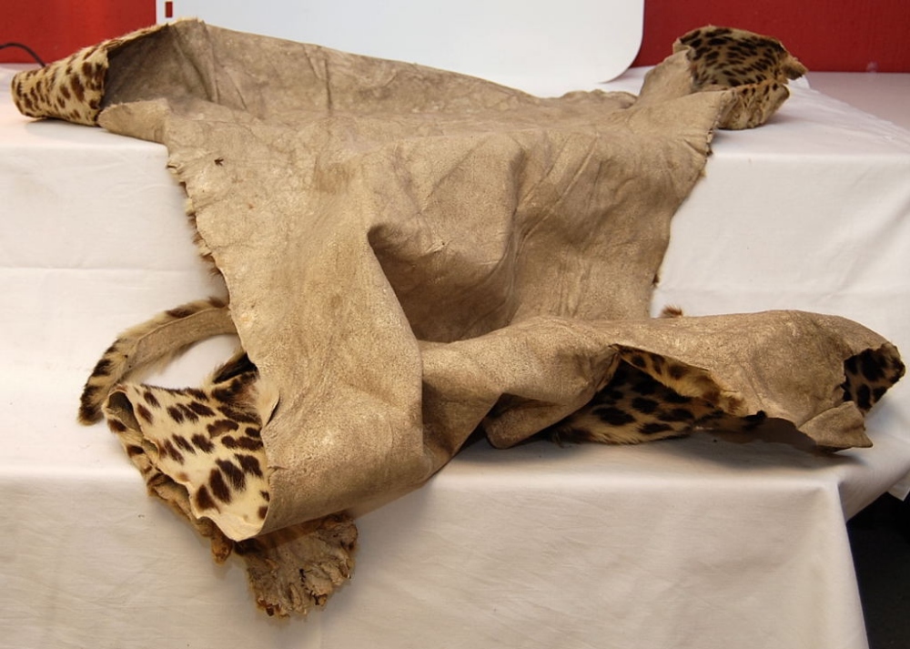 BIG CAT ANIMAL SKIN, CIRCA 1900 - Image 5 of 8