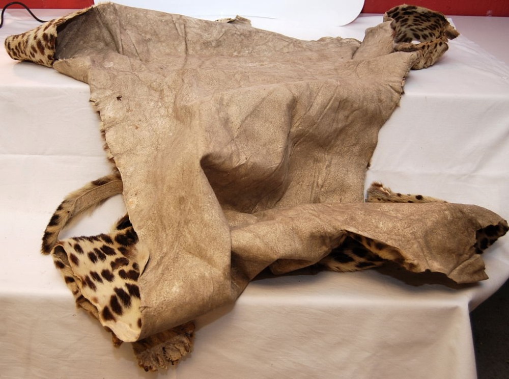 BIG CAT ANIMAL SKIN, CIRCA 1900 - Image 8 of 8