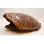 A LATE VICTORIAN COMPLETE TURTLE SHELL ,