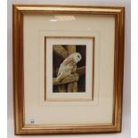 WATERCOLOUR "BARN OWL" BEARING SIGNATURE