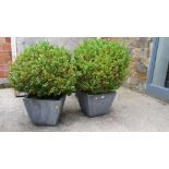 A pair of mature box bushes, each in contemporary planter