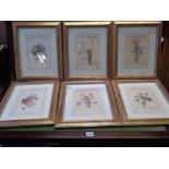 Set of 6 Gilt Framed Modern botanical prints