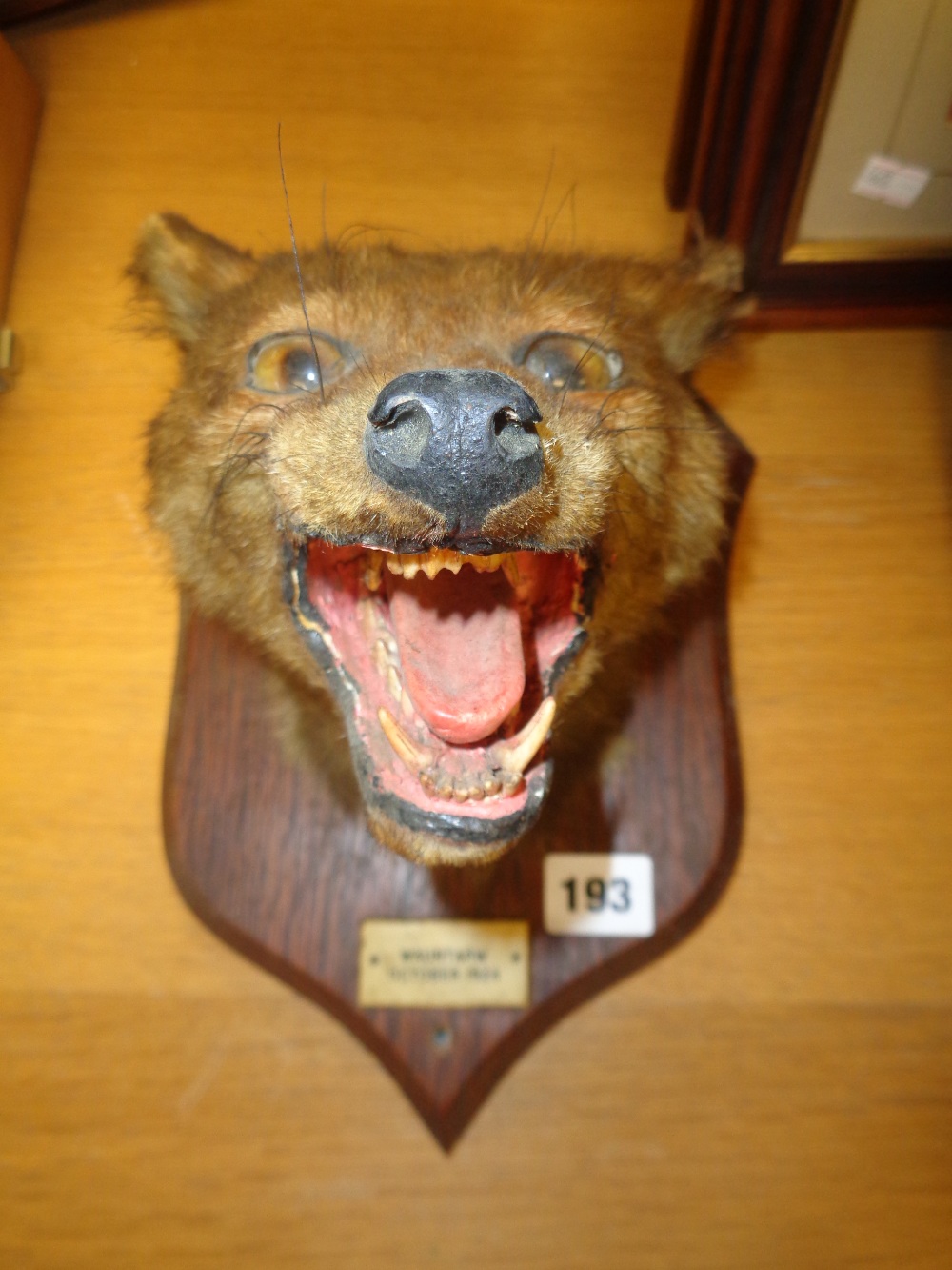 Taxidermy of Foxes head marked Wauntar October 1924 by P Spicer & Sons of Leamington Spa