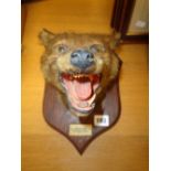 Taxidermy of Foxes head marked Wauntar October 1924 by P Spicer & Sons of Leamington Spa
