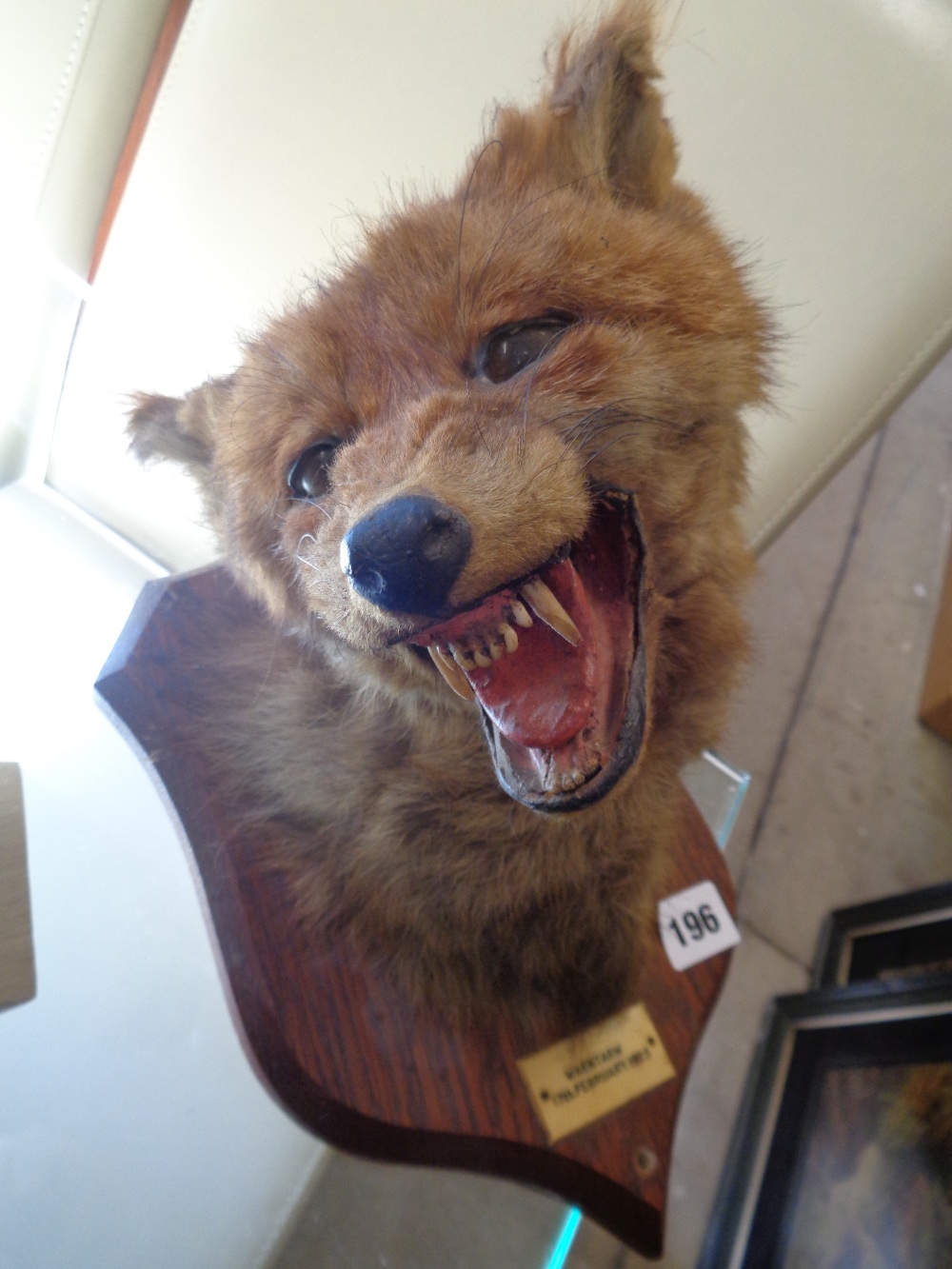 Taxidermy of Foxes Head marked Wauntarw February 1925 by P Spicer & Sons of Leamington Spa