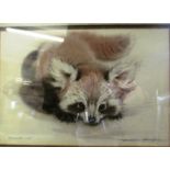 Ralph Thompson - watercolour of fox cub