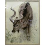 Ralph Thompson - watercolour of Antelope