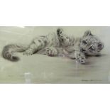 Ralph Thompson - watercolour of lion cub 'Pavan', Marwell 1981