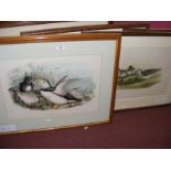 Five old bird engravings, including Puffin